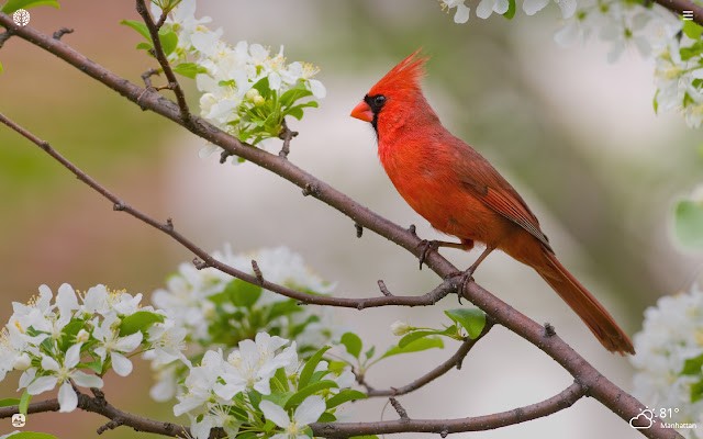 what does it mean when god sends cardinals into your life