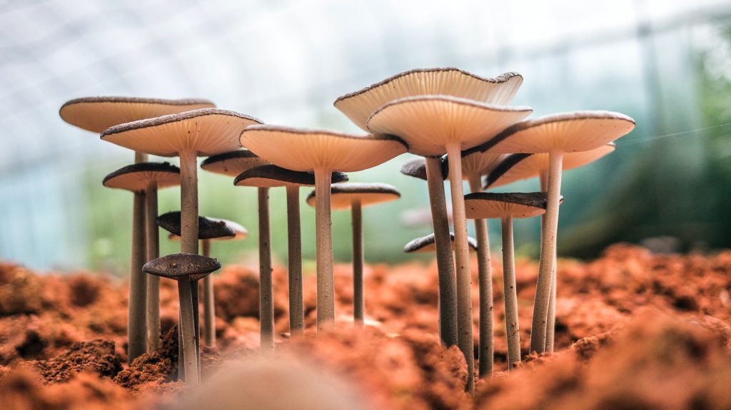 Science Behind Mushroom Burial Suit