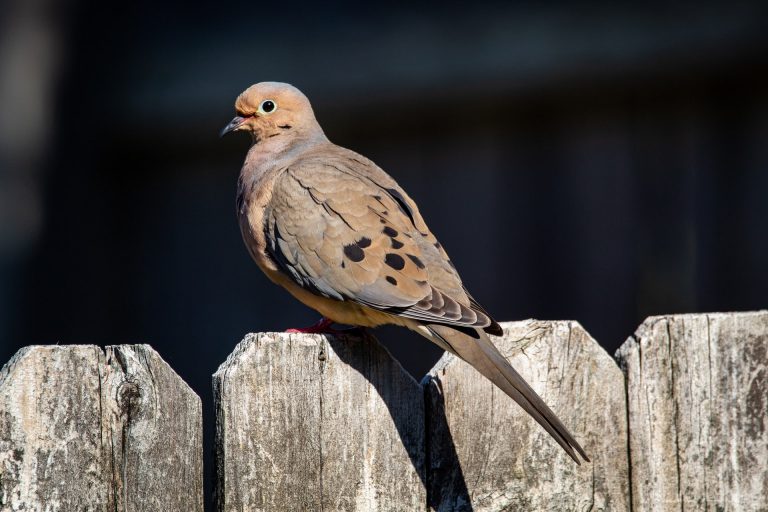 Mourning Dove Meaning And Symbolism | Clocr